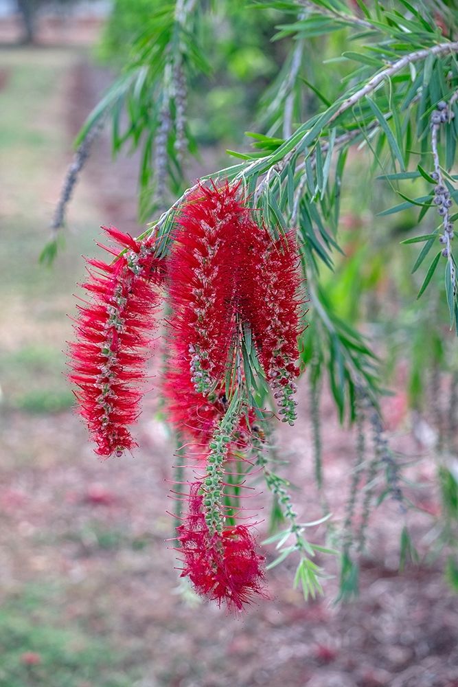 Weeping Bottlebrush tree flowers